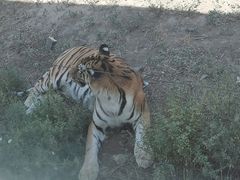 -新疆天山野生动物园