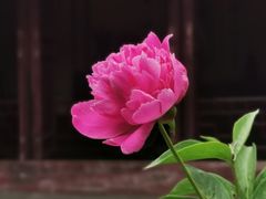-艺圃
