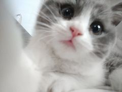 -lincat·猫舍(广州店)
