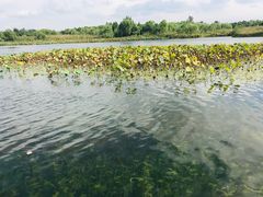 -溱湖国家湿地公园