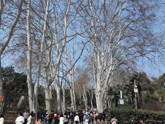 -武汉大学-樱园