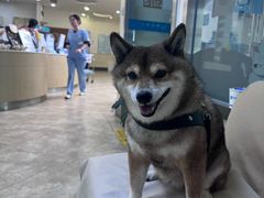 -美联众合动物医院·24h转诊中心