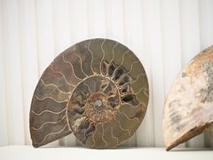 -青岛贝壳博物馆