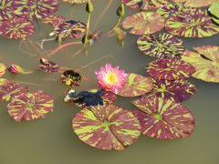 -国家植物园南园