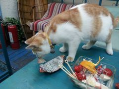 -Sirena海妖日咖夜酒