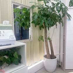 -妍理·植物养发