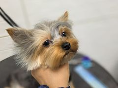 -达爱动物医院·犬猫分区·CT·复杂眼科(远洋山水分院)