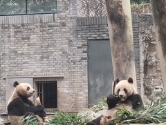 -都江堰中华大熊猫苑