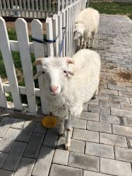-上美四季动物农场