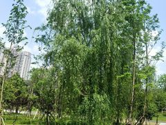 -沐仙湖湿地公园