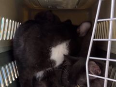 -宠颐生猫科·内科皮肤科(西平世纪城店)