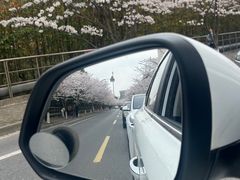 -高东镇樱花园