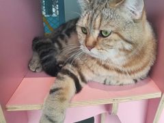 -喵屿·大理花园猫咖