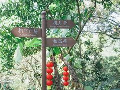 -银湖山郊野公园-相思林