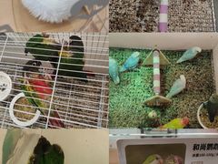 -帕帕拉兹宠物(亚洲旗舰店)