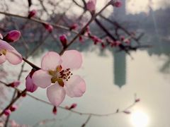 -博雅塔