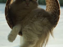-飞行喵MR PILOT|猫舍·猫咖(静安大融城店)