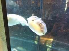 -肆月河豚·淮扬菜·湘菜(华天店)
