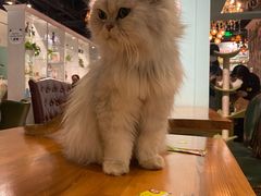 -猫小院猫主题餐厅(三里屯店)