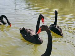 -静之湖湖畔餐厅