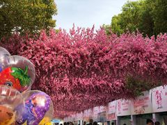 -南汇桃花村