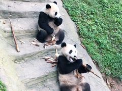-都江堰中华大熊猫苑