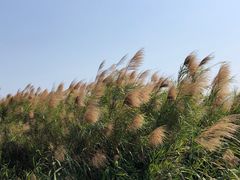 -芒洲湿地公园