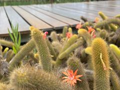 -墨尔本皇家植物园