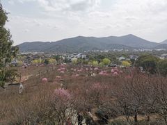 -香雪海