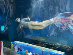 -海棠湾洲际-涛·海底餐厅·美人鱼·自助餐·海底隧道