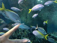 -上海海洋水族馆