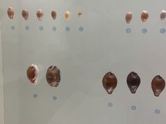 -青岛贝壳博物馆