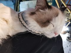 -喵喵咪呀布偶猫咖(春熙路店)