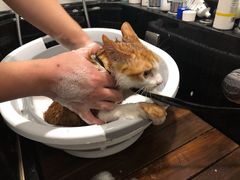-袖虎·猫馆(体育西路店)