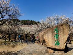 -香雪海