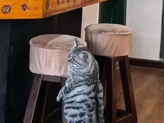 -参差咖啡(水果湖公园店)