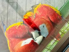 -新加坡飞禽公园