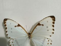 -上海昆虫博物馆