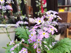 -浔岚云舍mist静谧观景美宿(丽江古城店)