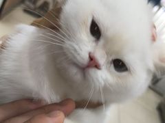 -米苏动物医院·犬猫专科·骨科外科内窥镜