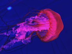 -多彩贵州城极地海洋世界