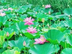 -马家湾湿地公园