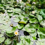 北京最值得去的免费公园｜紫竹院赏荷花🌸