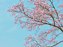 -杭州植物园