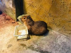 -Mr·Kuma酷么先生雪之乐园