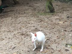 -清迈夜间动物园