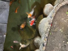 -上海大自然野生昆虫馆(东方明珠·爬宠昆虫探索中心)