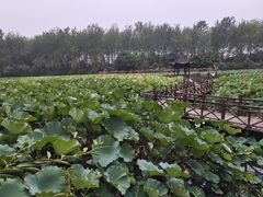 -合肥滨湖国家森林公园