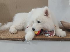 -星多哈·狗咖·拼豆·咖啡