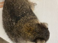 -浣熊柯尔鸭土拨鼠·电玩咖